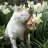 loulou127