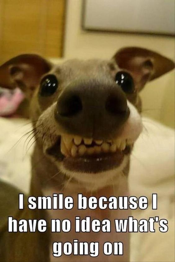 i-smile-funny-animal-memes.jpg