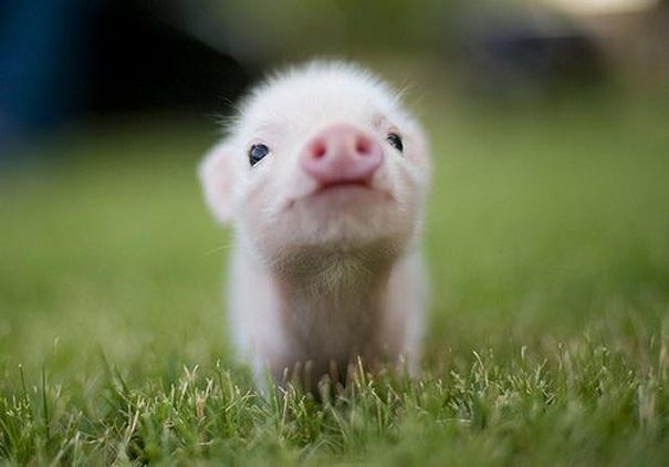 cute-baby-animals-10.jpg