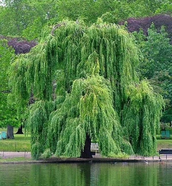 make-aspirin-from-willow-tree.w1456.jpg