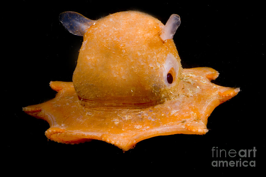 7-flapjack-octopus-dante-fenolio.jpg