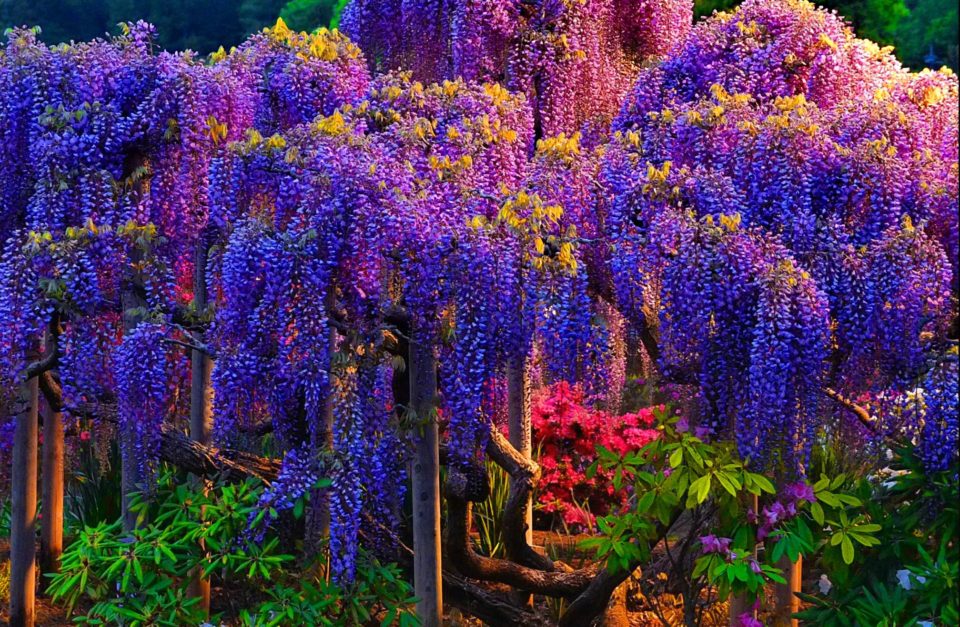 Wisteria-beautiful-tree-960x627.jpg