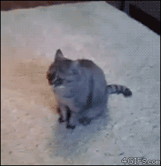 4bdf30e912b59105b710b0eb9fce9b49.gif