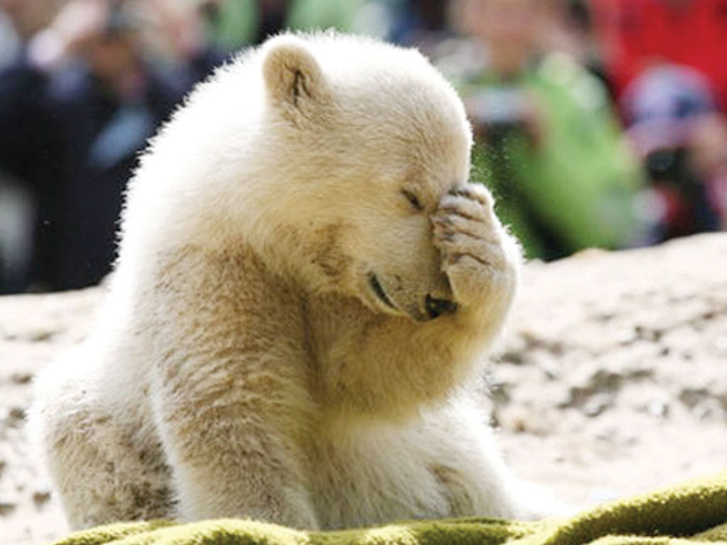 knut_1.jpg
