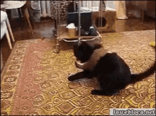 tenor.gif