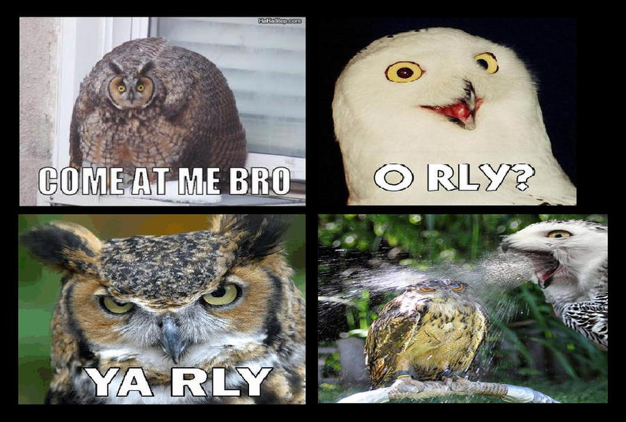owl_meme_comic_by_equinox029-d40f4wr.jpg