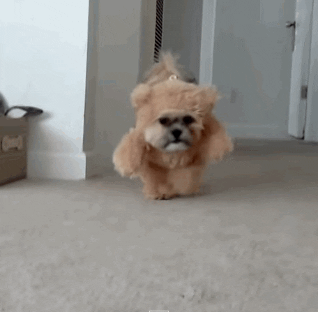 giphy.gif