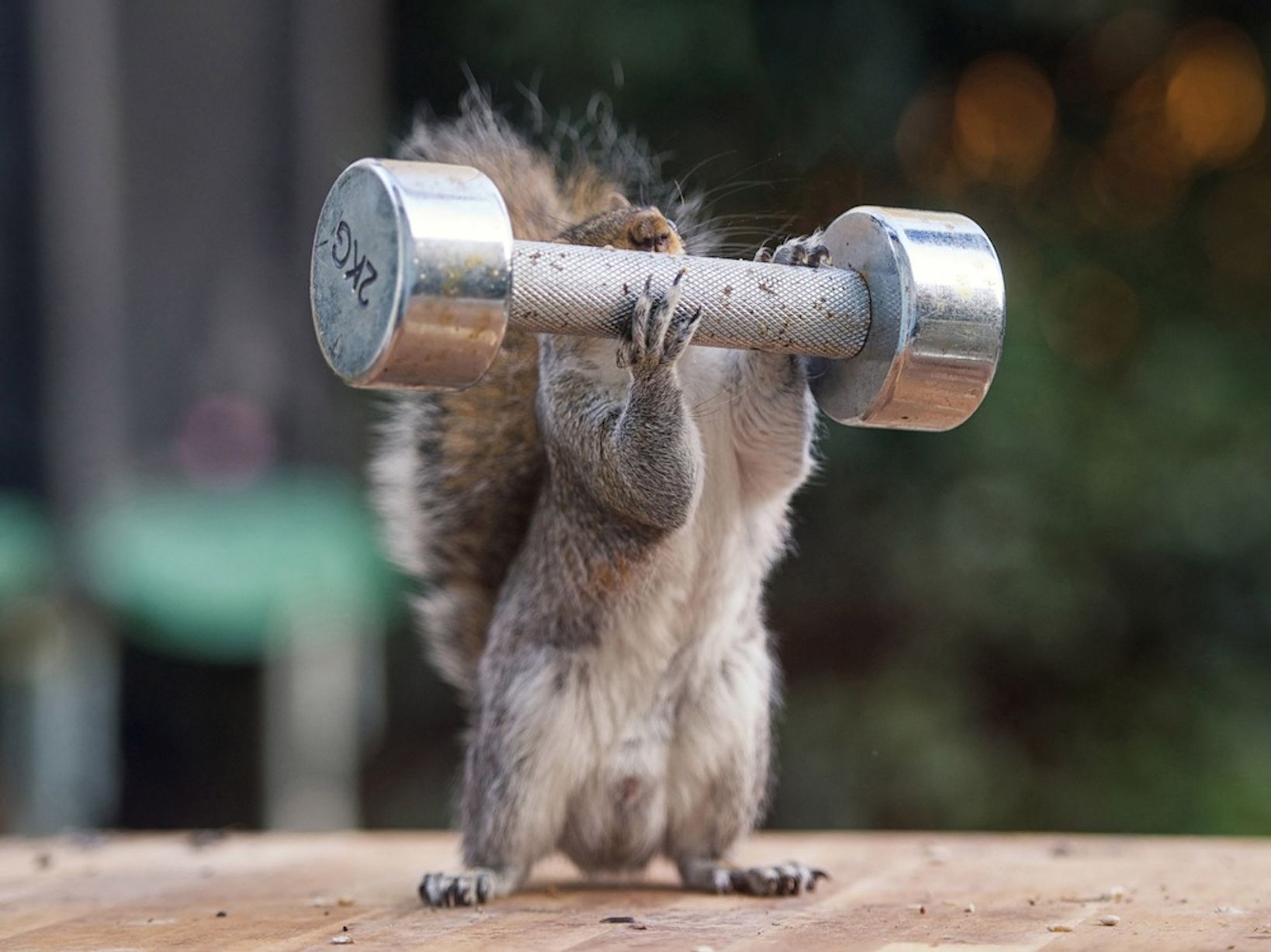 PAY-Squirrels.jpg
