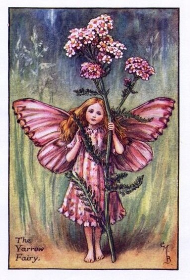 Yarrow-Flower-Fairy.jpg