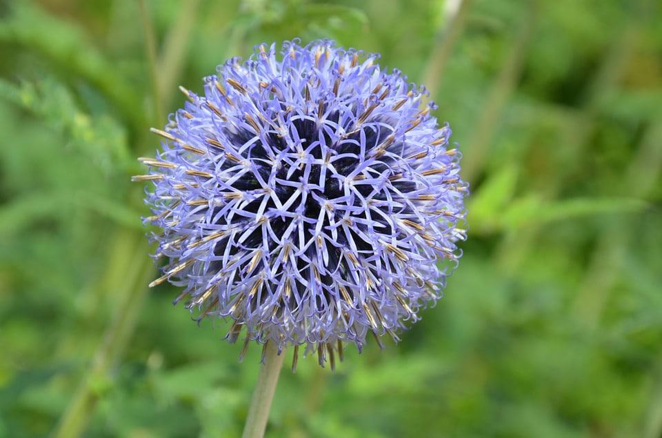 globe-thistle.jpg