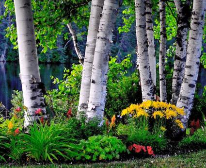 200115-425x346-birch6crop.jpg
