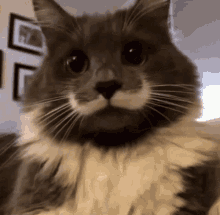 tenor.gif