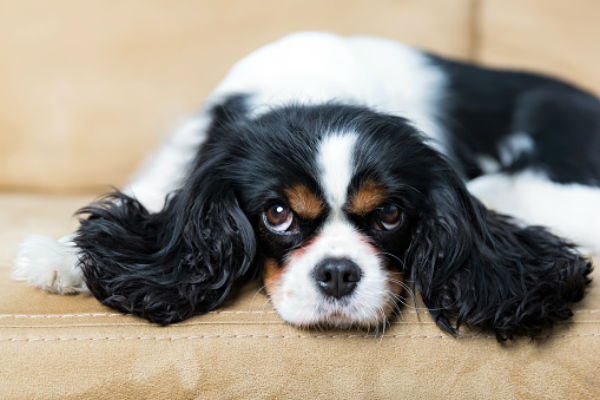 cavkingcharlessmalldogs.jpg